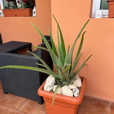 Διαμέρισμα Apartamento Pavla Κόστα Κάλμα